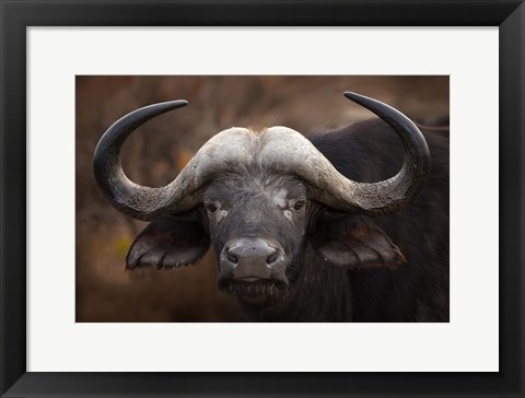 Framed Buffalo Portrait Print