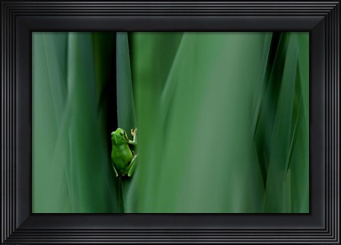 Framed Stage Curtain Print