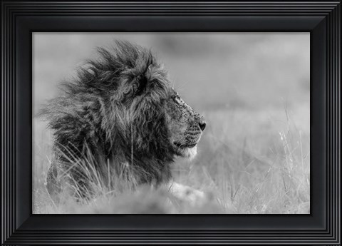 Framed King Is Alone Print