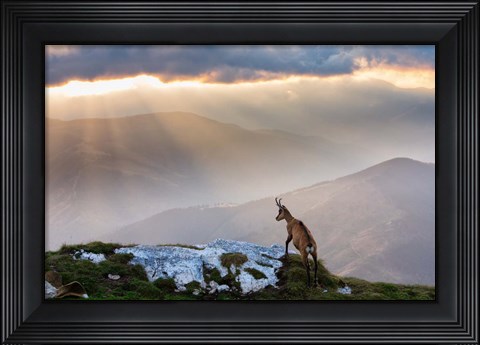 Framed Chamois In Piatra Craiului Romania Print