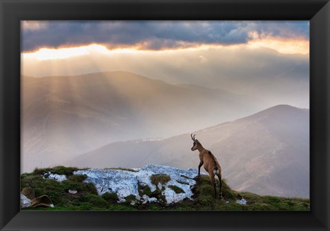 Framed Chamois In Piatra Craiului Romania Print