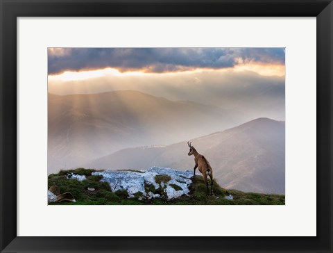 Framed Chamois In Piatra Craiului Romania Print