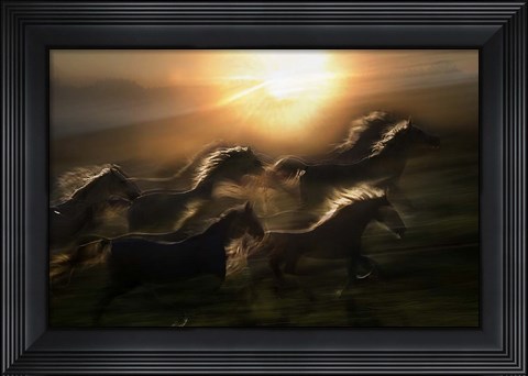 Framed Morning  Gallop Print