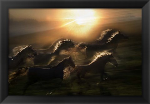 Framed Morning  Gallop Print