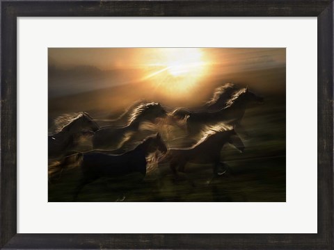 Framed Morning  Gallop Print