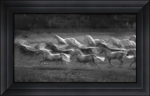 Framed Stampedo Print