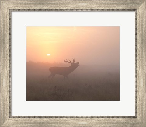 Framed Misty Morning Stag Print