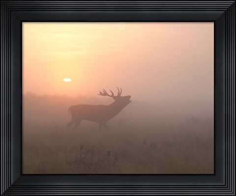 Framed Misty Morning Stag Print
