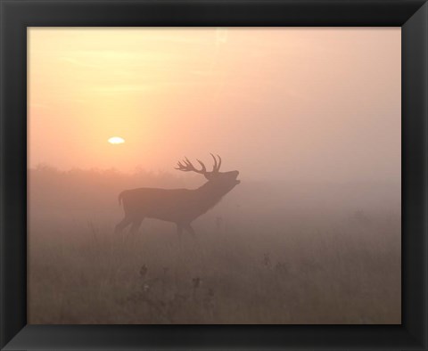 Framed Misty Morning Stag Print