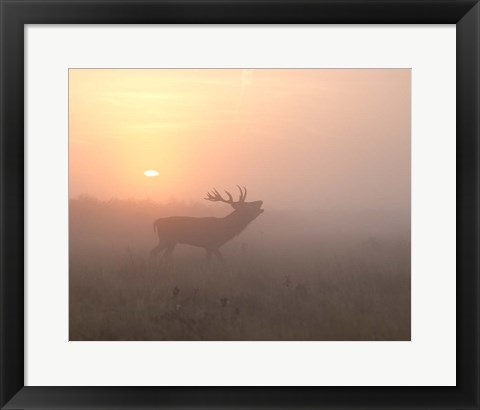 Framed Misty Morning Stag Print