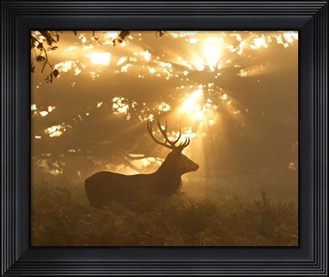 Framed Ghost Of The Forest Print