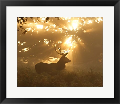 Framed Ghost Of The Forest Print