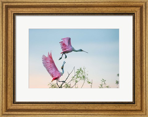 Framed Rosy Pair (Roseate Spoonbills) Print