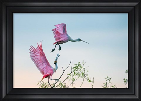 Framed Rosy Pair (Roseate Spoonbills) Print