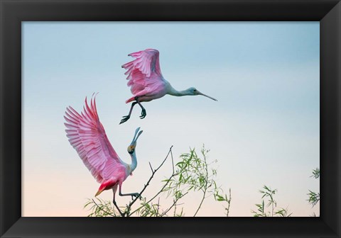 Framed Rosy Pair (Roseate Spoonbills) Print