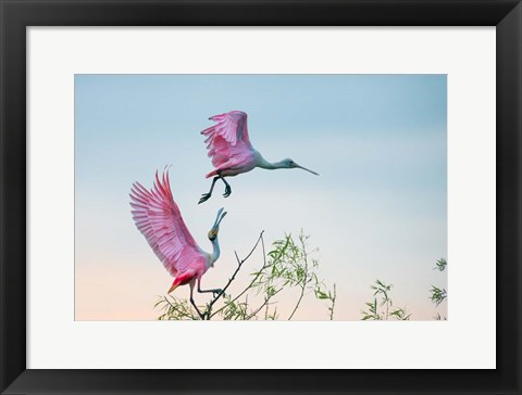 Framed Rosy Pair (Roseate Spoonbills) Print