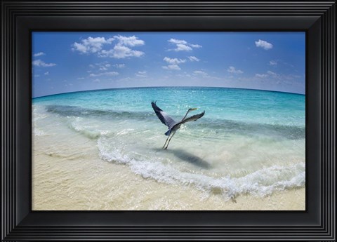 Framed Take-Off Print