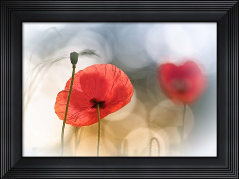 Framed Morning Poppies Print