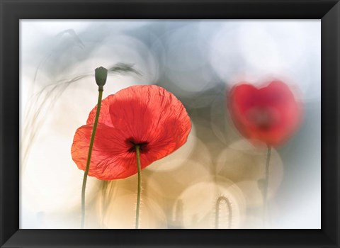 Framed Morning Poppies Print