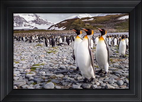 Framed Penguins Of Salisbury Plain Print