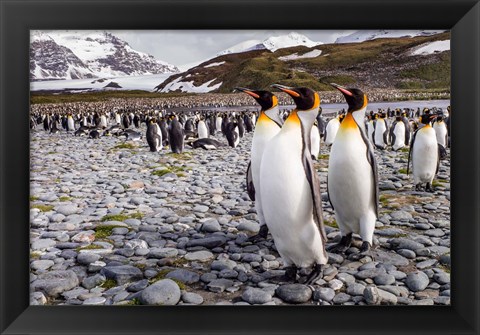 Framed Penguins Of Salisbury Plain Print