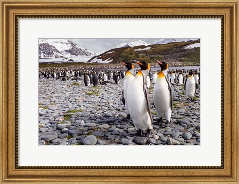 Framed Penguins Of Salisbury Plain Print