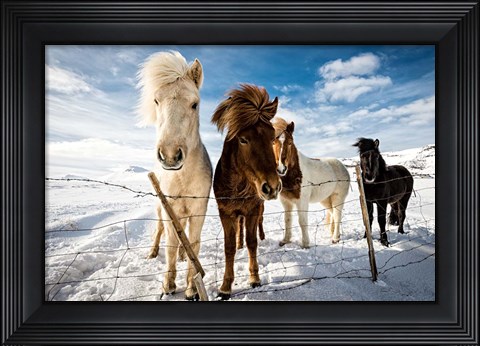 Framed Icelandic Hair Style Print