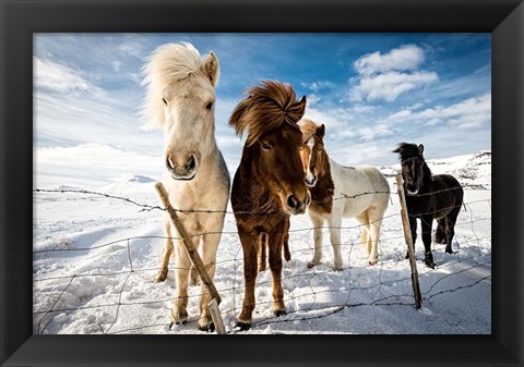 Framed Icelandic Hair Style Print