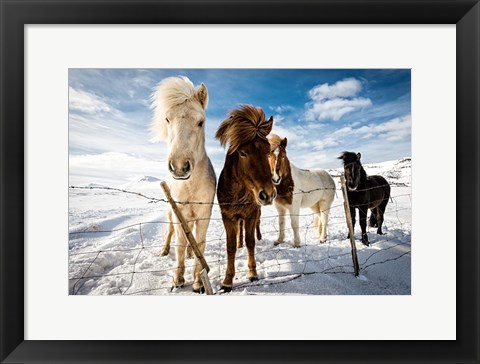 Framed Icelandic Hair Style Print