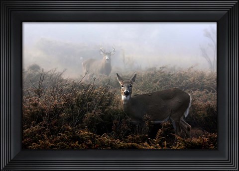 Framed White-Tailed Deer Print