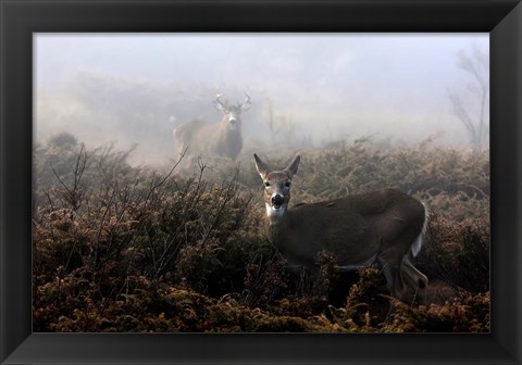 Framed White-Tailed Deer Print