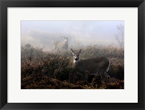 Framed White-Tailed Deer Print