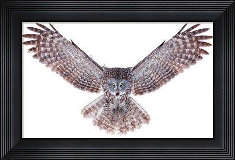 Framed Power - Great Grey Owl Print