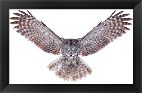 Framed Power - Great Grey Owl Print