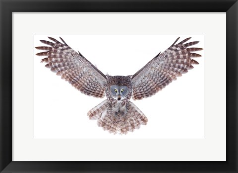 Framed Power - Great Grey Owl Print