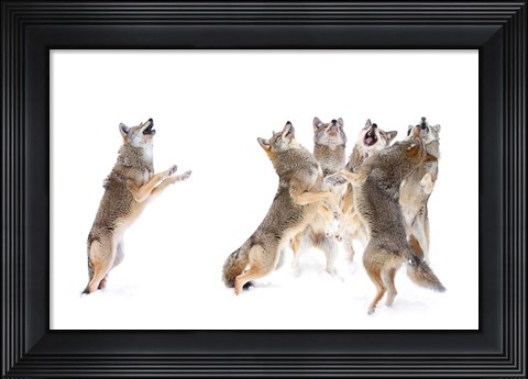 Framed Choir - Coyotes Print