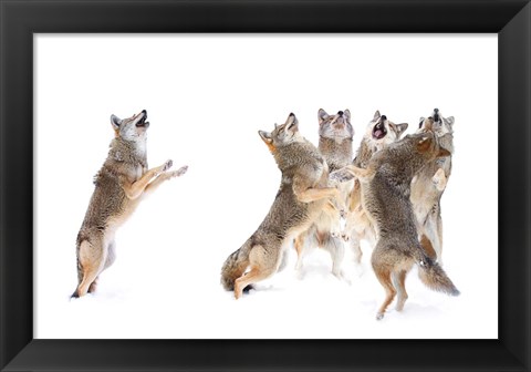 Framed Choir - Coyotes Print