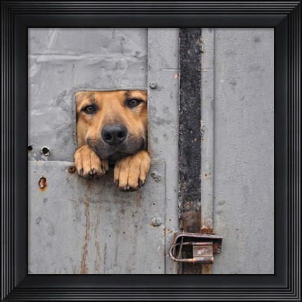 Framed Benji&#39;s Window II Print