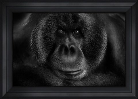 Framed Maurice Print