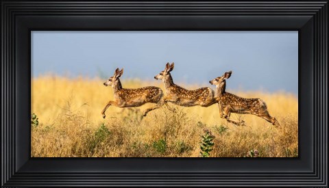 Framed Tripple Jump Print