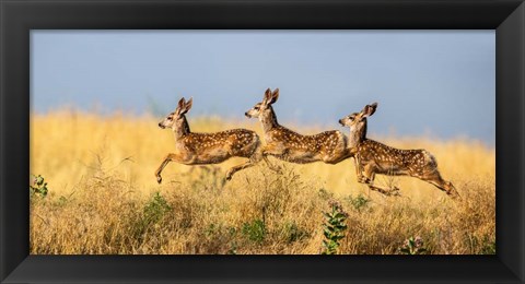 Framed Tripple Jump Print