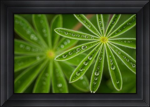 Framed Pearly Lupine Print