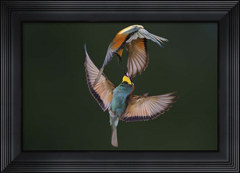Framed Fight Between Rainbows Print