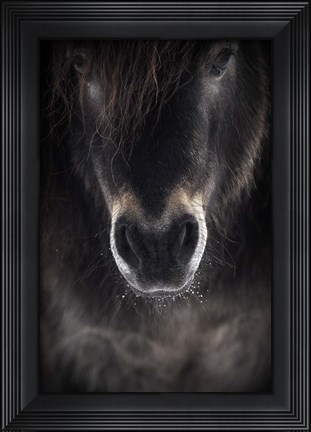 Framed Ulysses Print