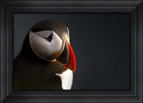 Framed Puffin Portrait Print