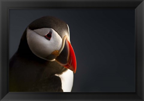 Framed Puffin Portrait Print