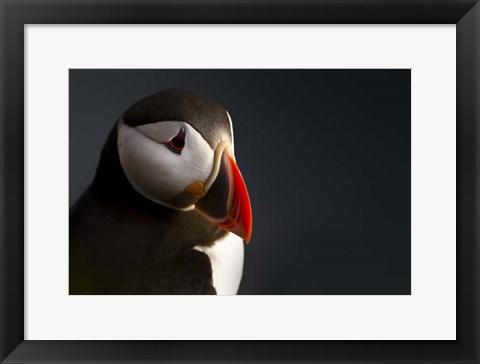 Framed Puffin Portrait Print