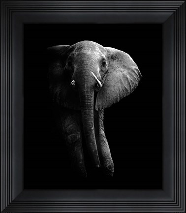Framed Elephant! Print