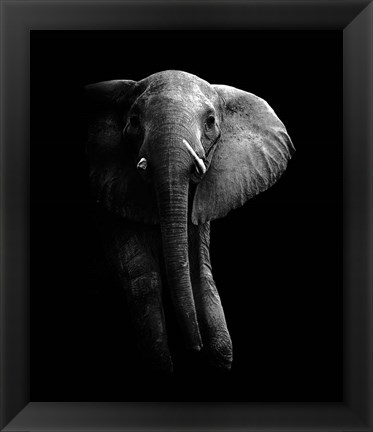 Framed Elephant! Print