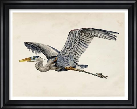 Framed Blue Heron Rendering III Print